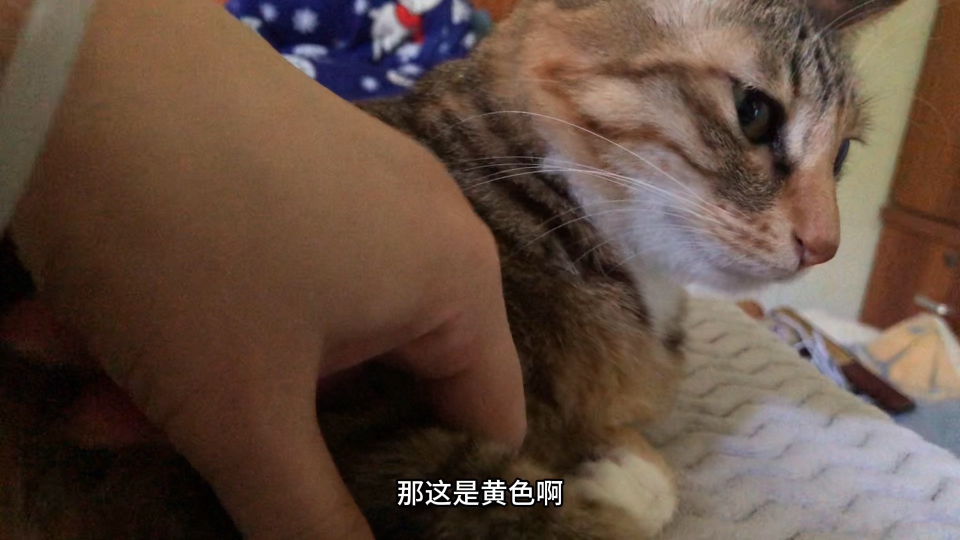 彩狸花猫,原来是叫这个名字哔哩哔哩bilibili