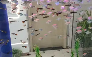 孔雀花鳉鱼 哔哩哔哩 Bilibili 孔雀花鳉鱼 哔哩哔哩 Bilibili