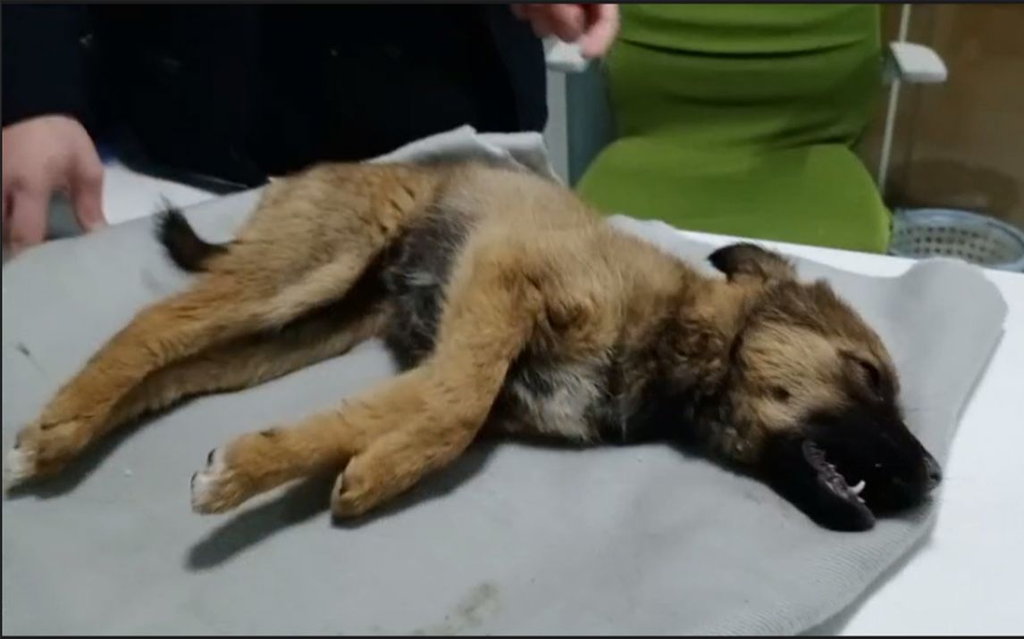 深夜抢救中毒狗戴嘴套天降吐血布偶猫装猫网