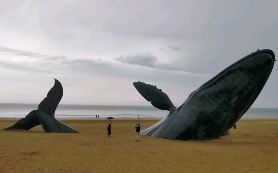 今日份烟台海—哭泣的鲸