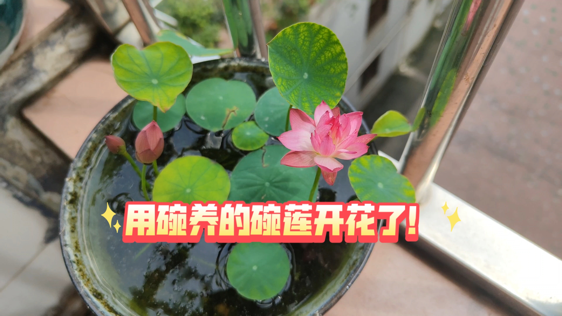 碗莲碗莲,用碗养的莲!碗莲开花了!哔哩哔哩bilibili