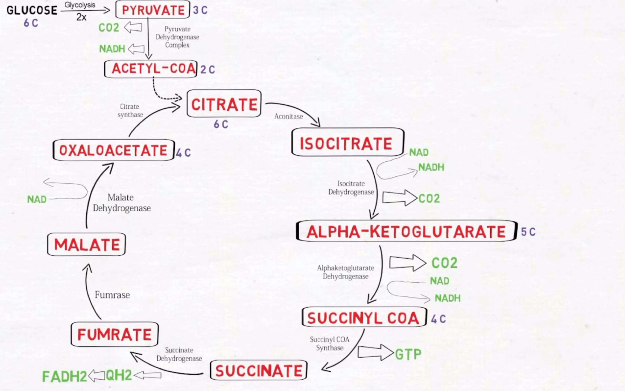 「medsimplified」三羧酸循环 citric acid cycle哔哩哔哩bilibili