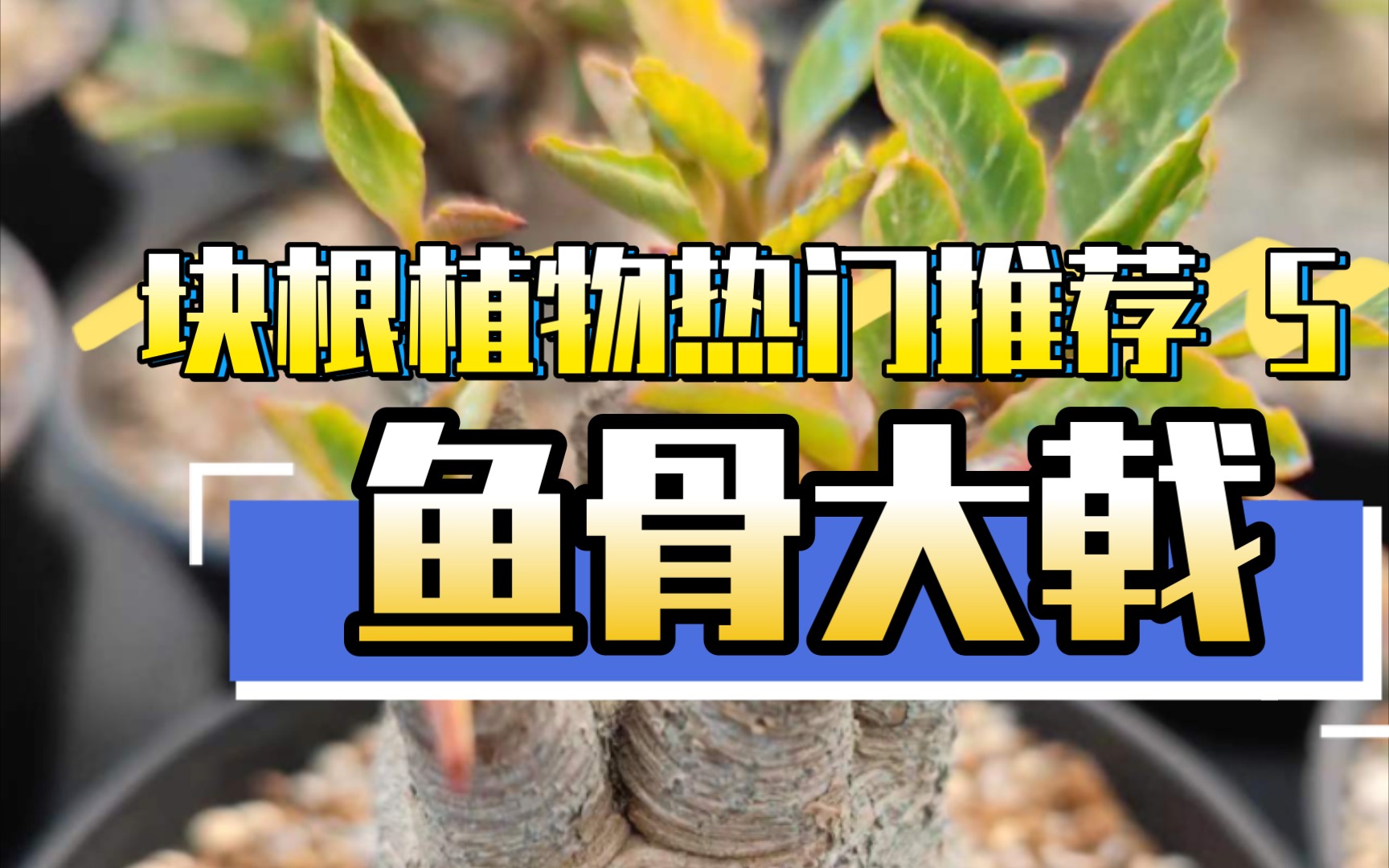 第127弹:块根植物热门推荐五 鱼骨大戟哔哩哔哩bilibili