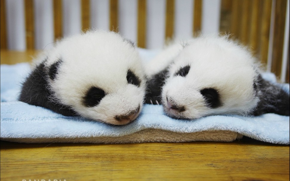 【大熊猫七巧,七喜】麻麻不在身边,巧胖胖照顾汽水妹妹