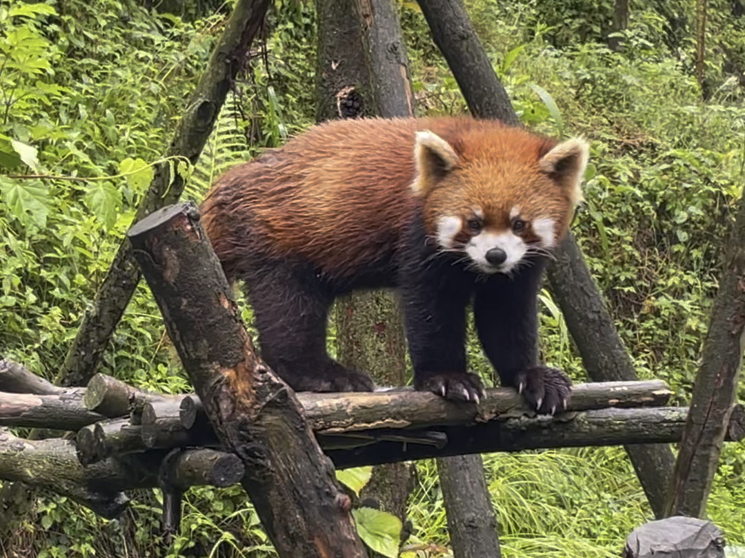 熊猫谷,小熊猫
