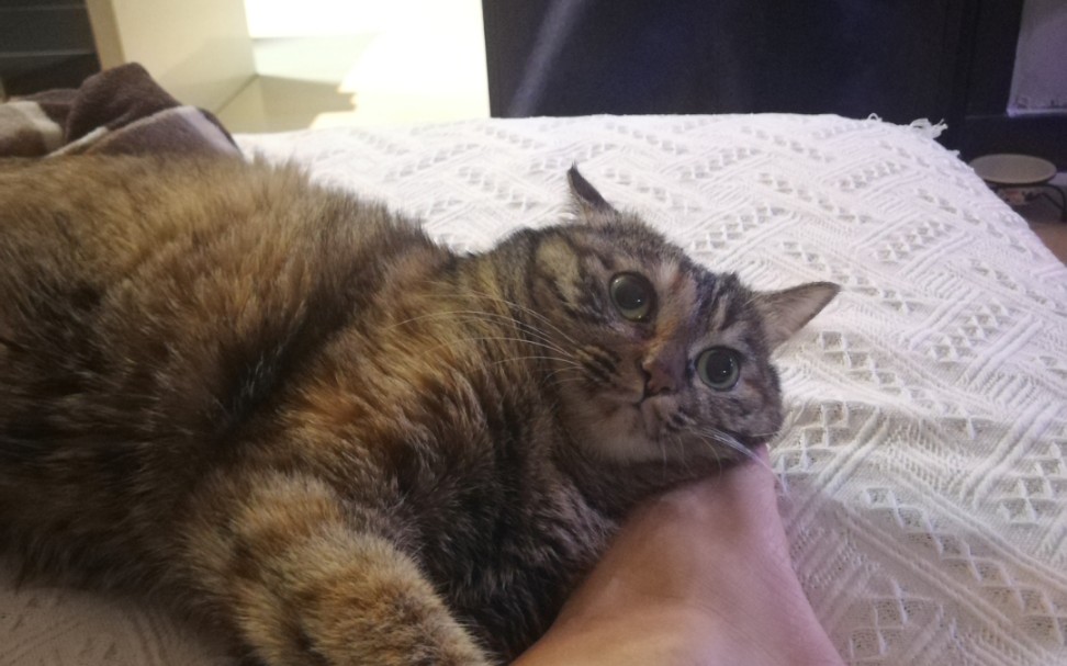 活动作品【狸花猫】毛球又叼着她的小破布子来撒娇卖萌