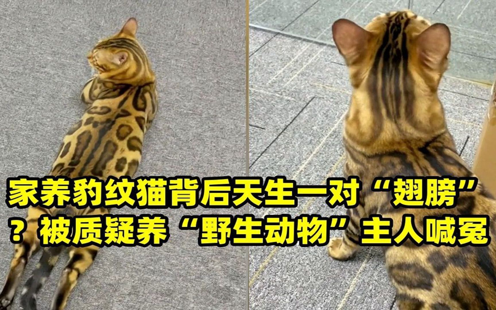 家养豹纹猫背后天生一对“翅膀”?被质疑养“野生动物”主人喊冤(1)哔哩哔哩bilibili