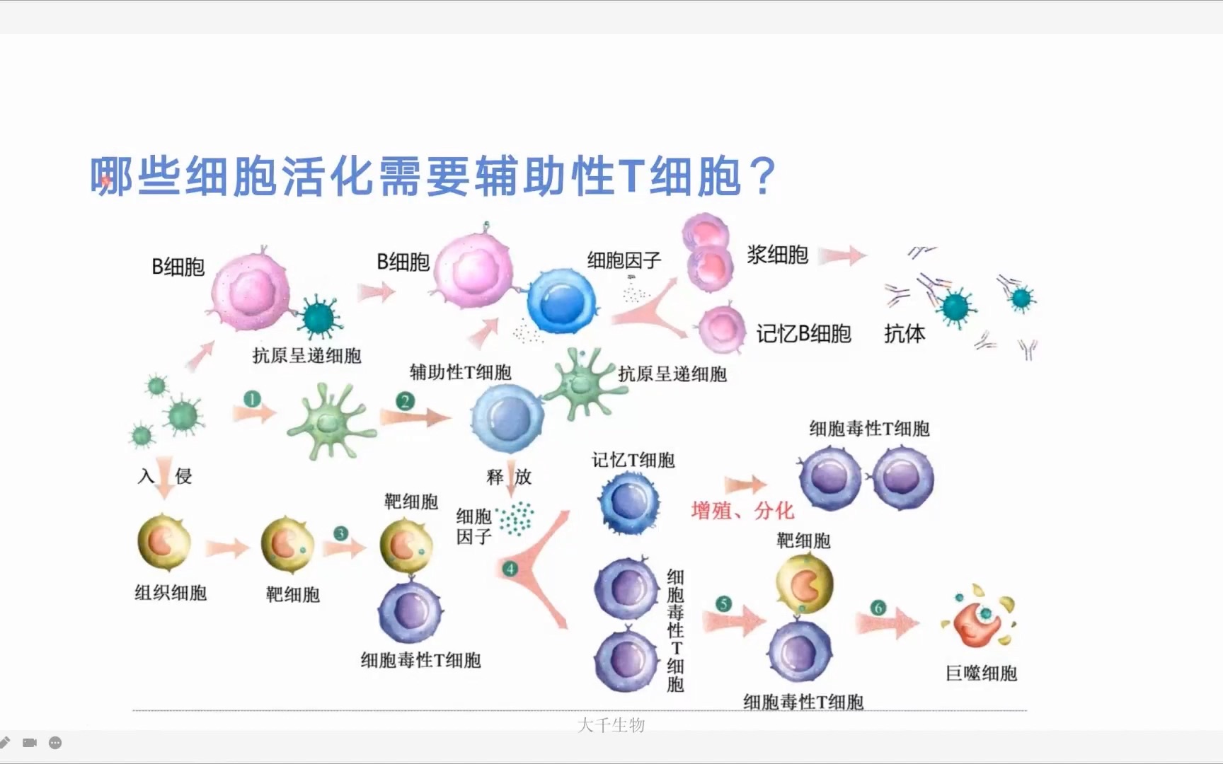 抗原呈递细胞是如何呈递抗原信息的?