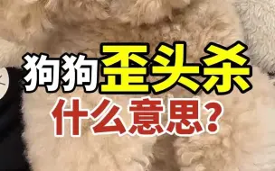 Download Video: 狗狗为什么喜欢歪着头看你？