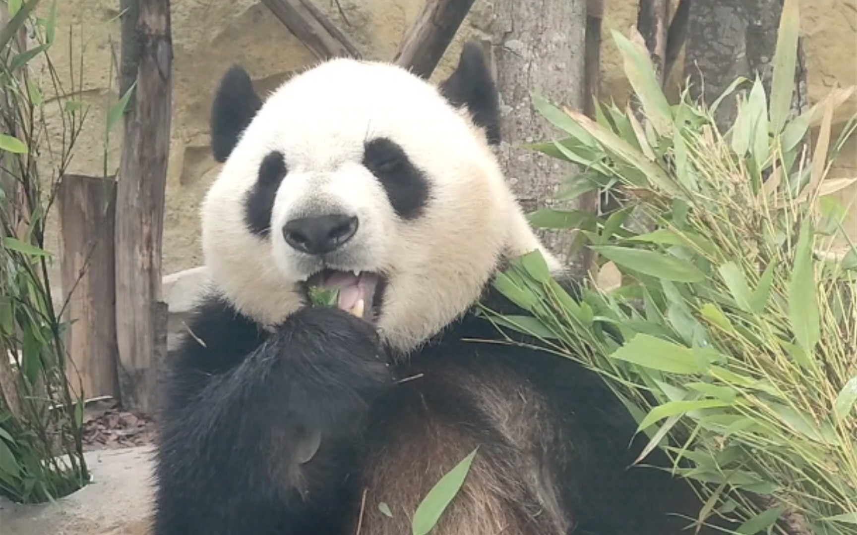 娜娜近距离吃播,好乖好乖!