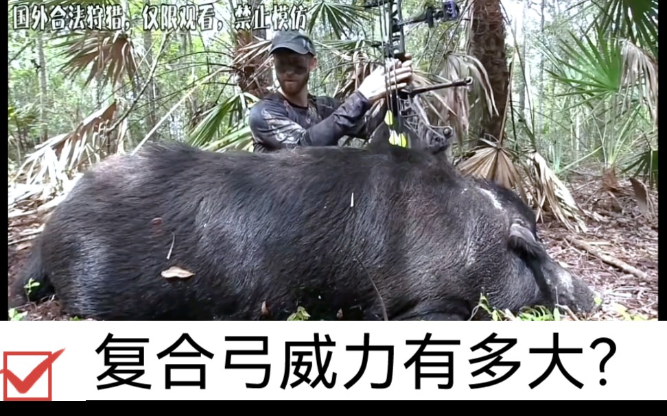 复合弓威力有多大国外小哥狩猎野猪