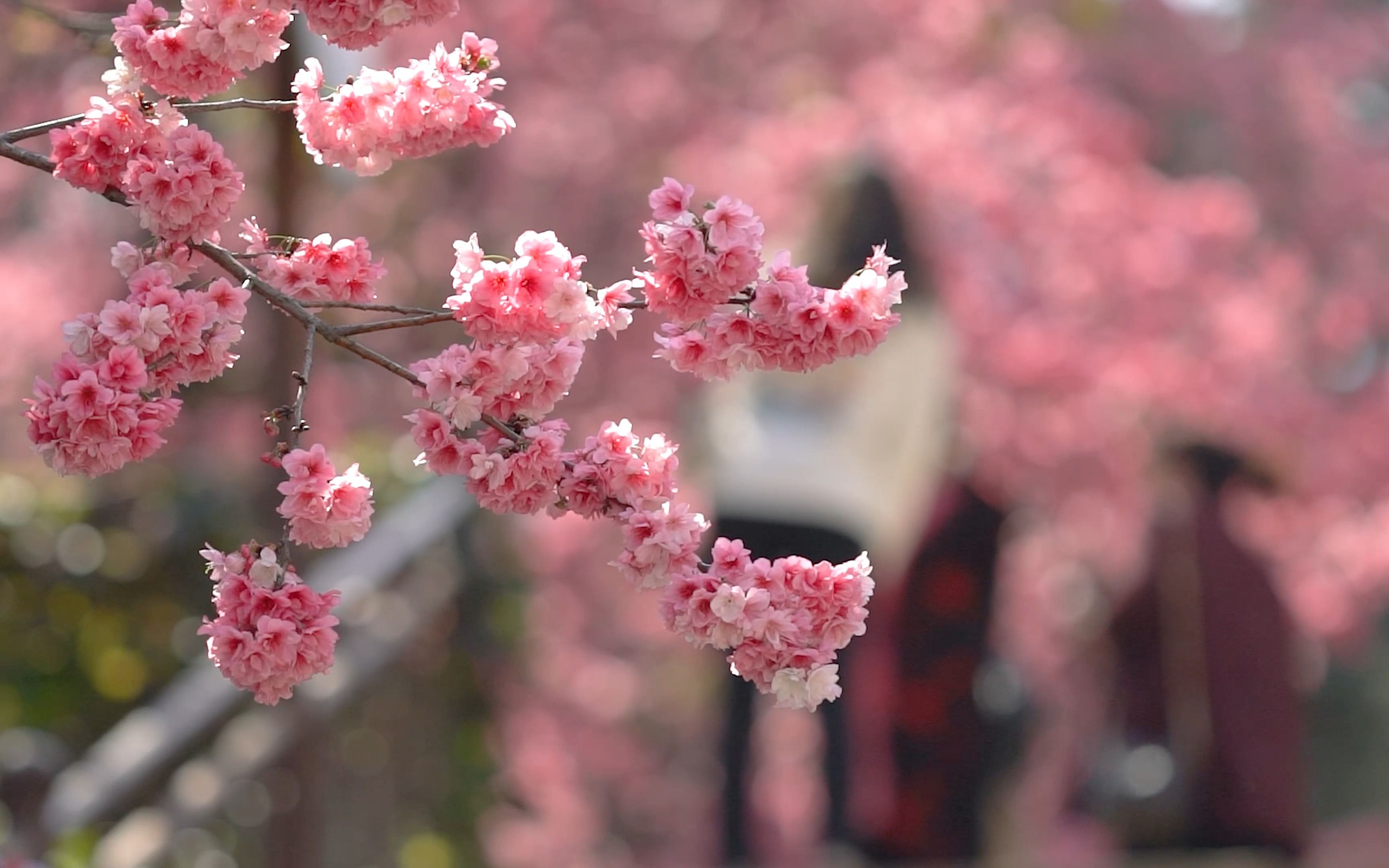 圆通山樱花