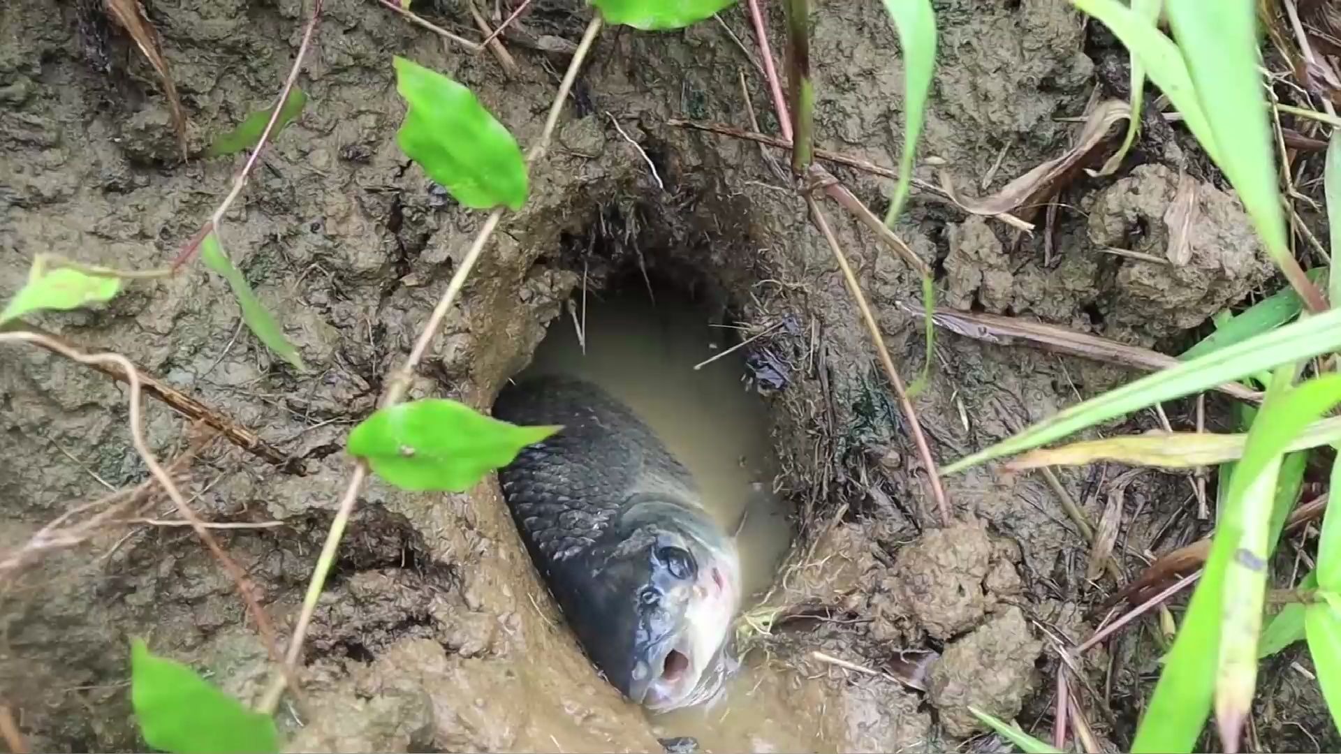 河边洞有动静,美女走进一探究竟,竟有不少鱼在洞中!