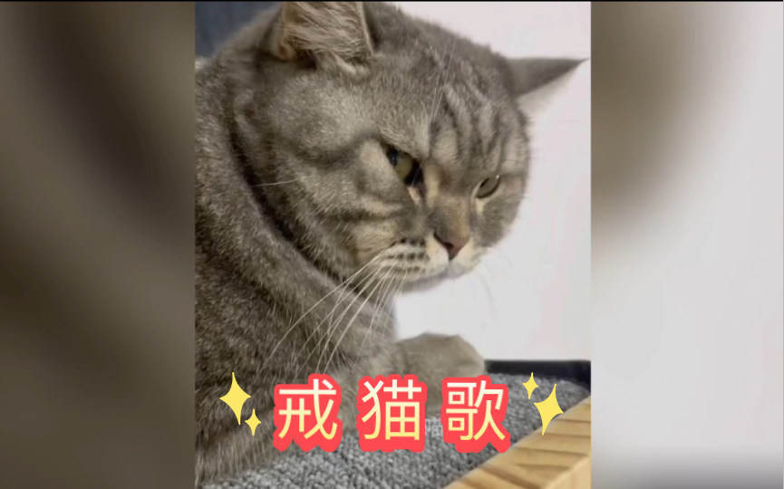 [图]养 猫 人 之 歌