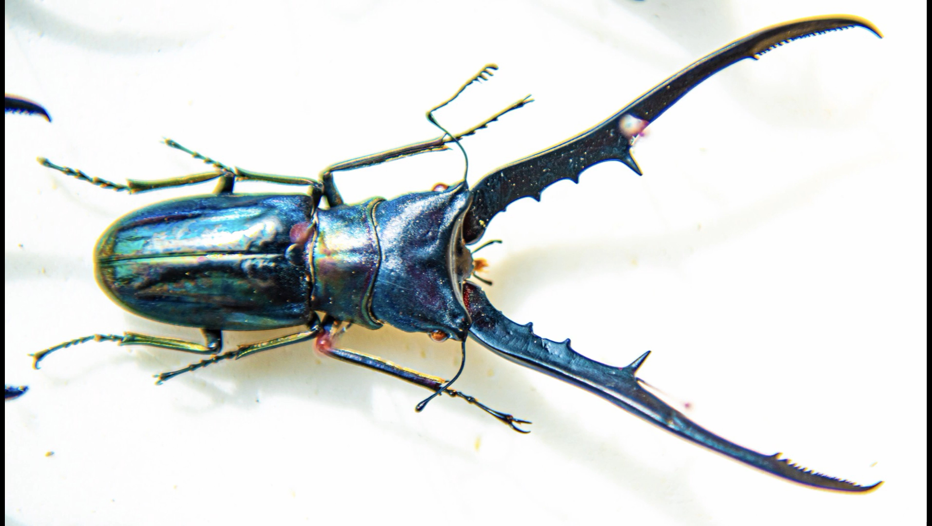 美他利佛细身赤锹甲