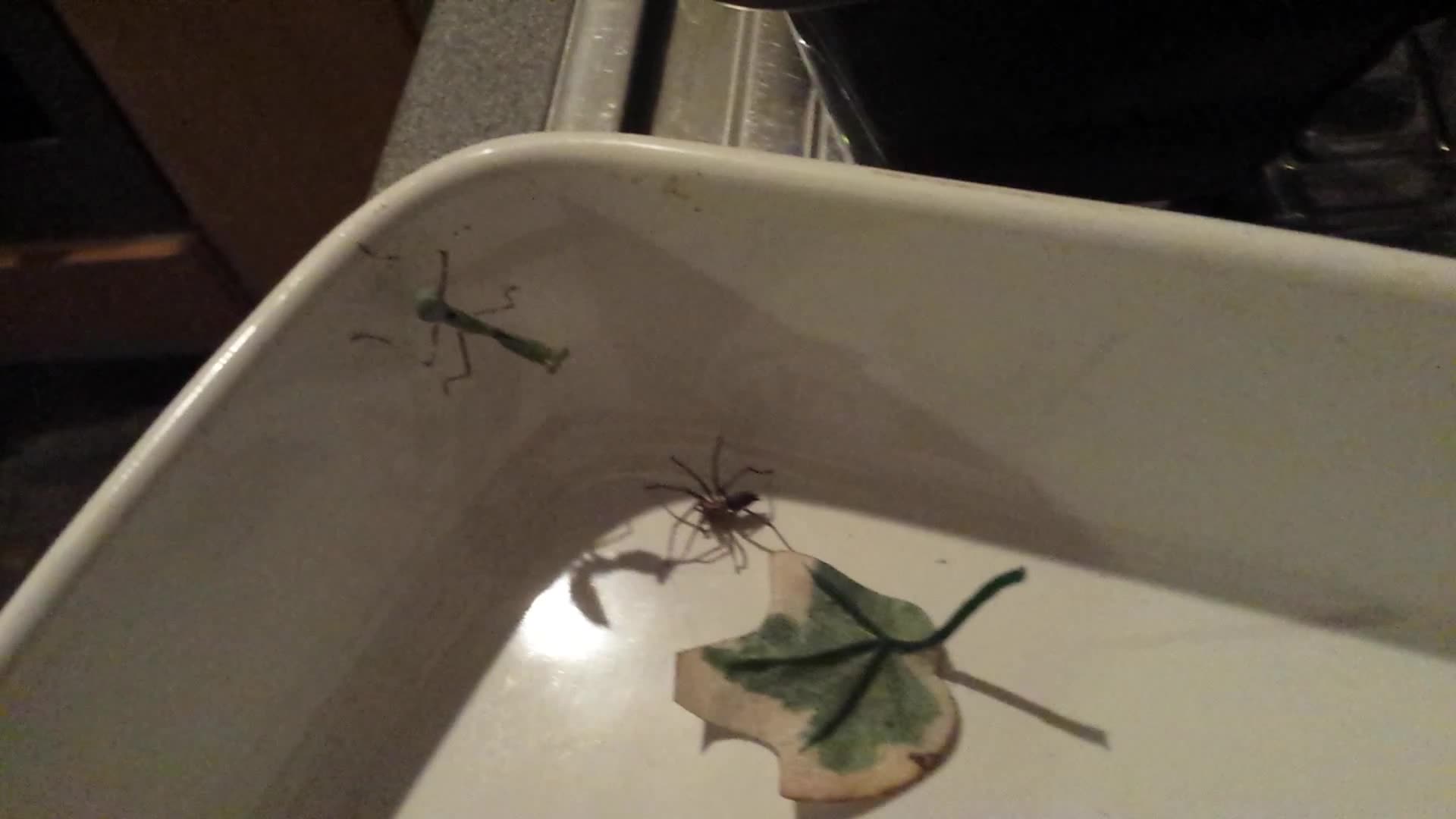 螳螂若虫捕食蜘蛛