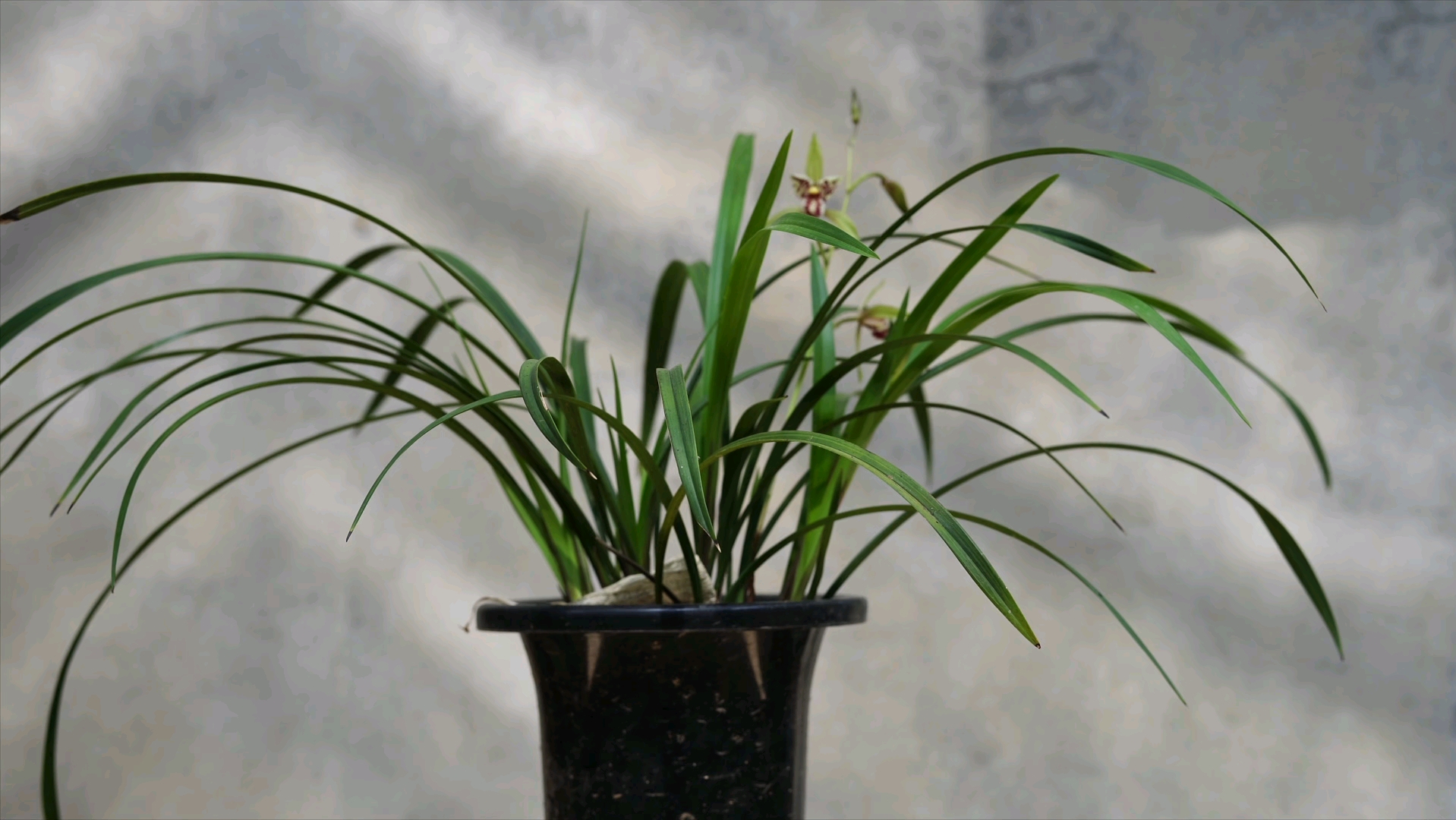 建兰经典宝岛仙女