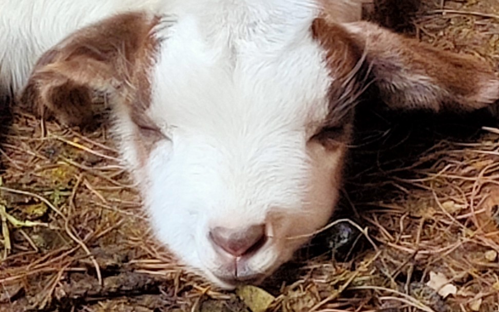 治愈小奶羊,丢掉不开心