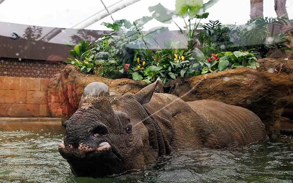 [图]30秒帶你領略西柏林動物園新開的犀牛寶塔，探索大獨角犀和南美貘的新家