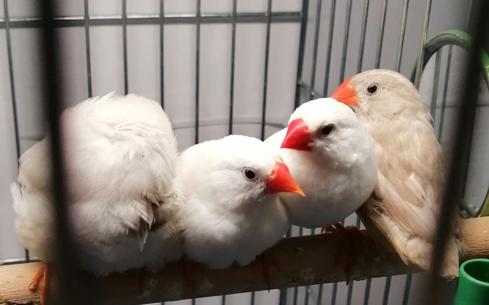 珍珠鸟排排睡觉_哔哩哔哩 (゜-゜)つロ 干杯~-bilibili