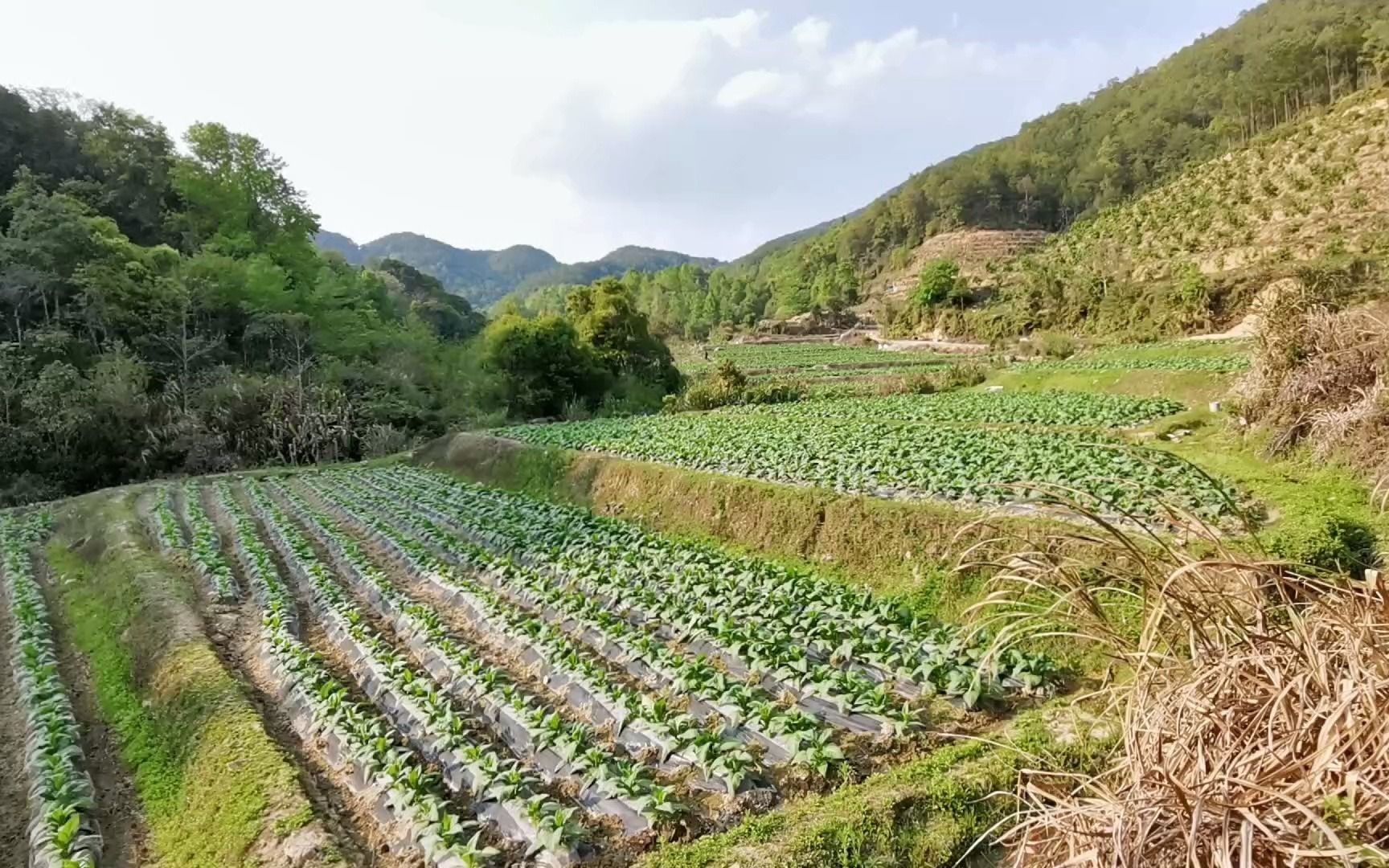 福建地区上半年种植的这种农作物,长势喜人,一亩收入有3000元哔哩哔哩bilibili