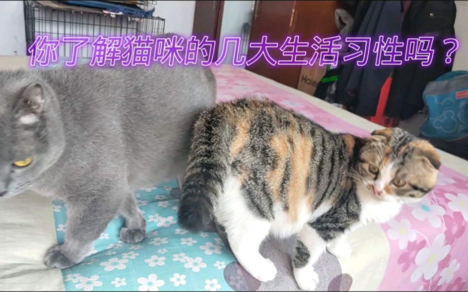 养猫前要了解猫的六大生活习性哔哩哔哩bilibili