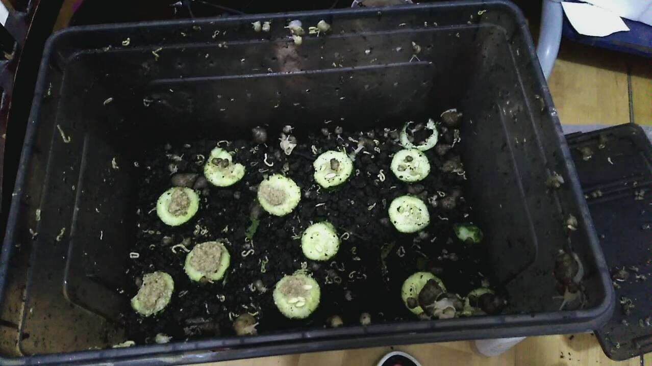 白玉蜗牛 一个晚上整个饲养盒全是屎_哔哩哔哩_bilibili
