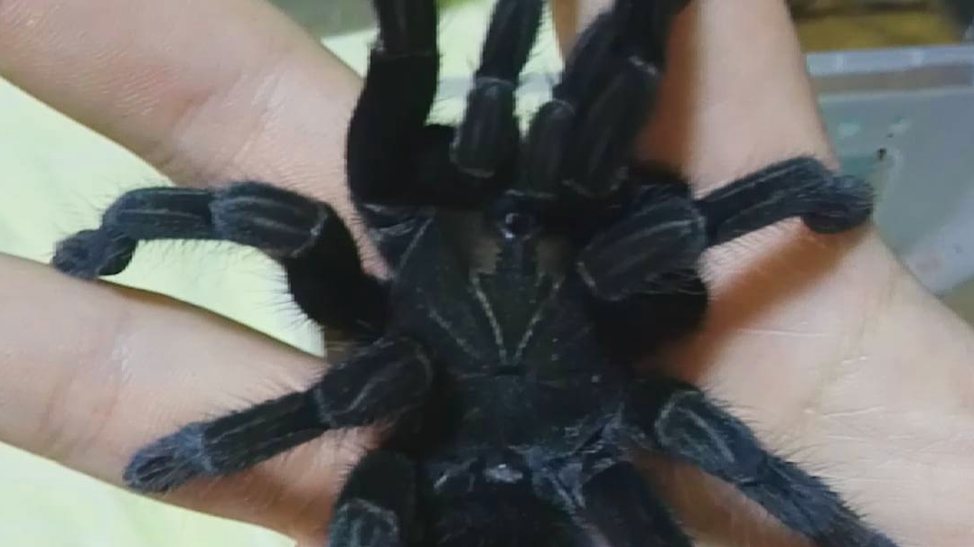 【蜘蛛】新蜕皮马查拉钢铁蓝,上手看看品相_哔哩哔哩_bilibili