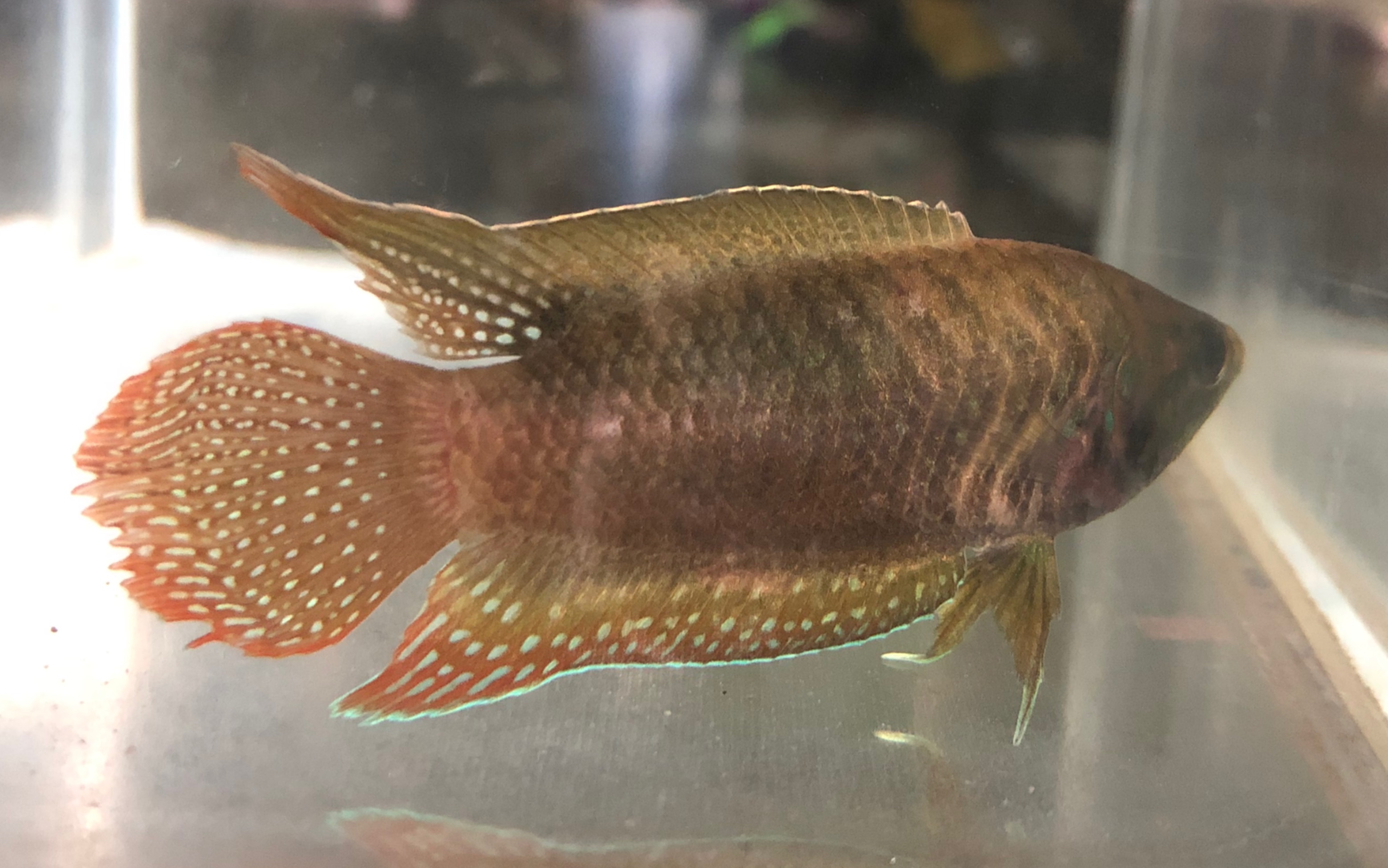 我第一条发色的斗鱼