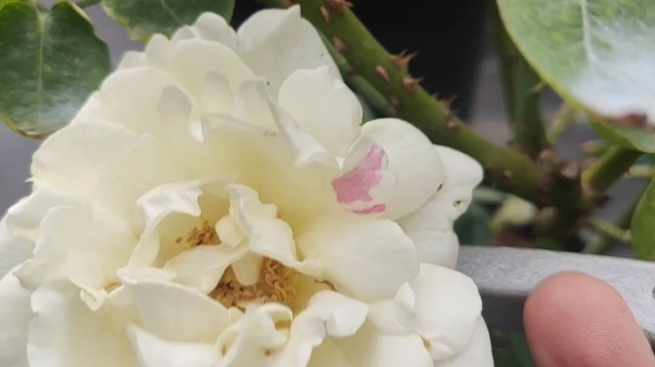 伊芙白法师,露天好难,而且香味没那么浓