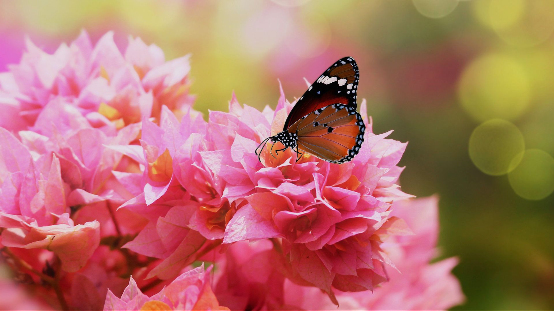 金斑蝶(08 mnsanthoshkumar / istock / getty images plus)