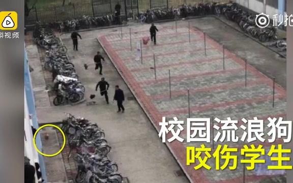 【安徽安庆师范大学】流浪狗咬伤11大学生,学校:狗已被抓哔哩哔哩bilibili