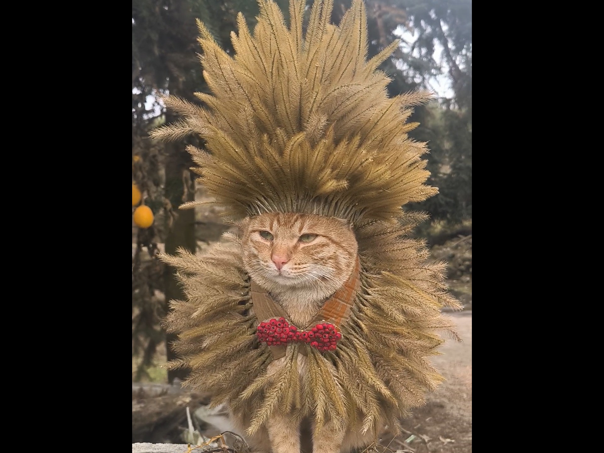 看到正面之后才发现是一只猫……