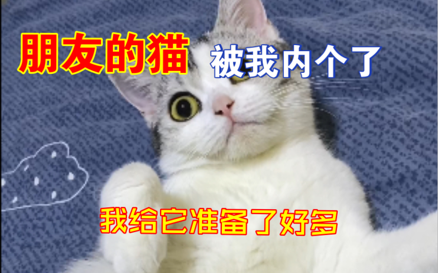 朋友的猫终于被我内个了,我给怀孕的猫准备了很多东西.哔哩哔哩bilibili