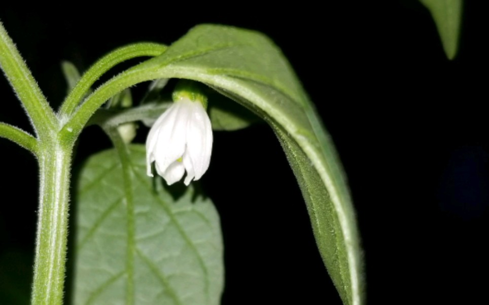 【阳台种菜】小米辣开花了哈哈哈_哔哩哔哩 (゜-゜)つロ 干杯~-bili