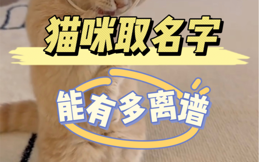 猫咪取名字,能有多离谱,看看有没有你家猫咪名字吧哔哩哔哩bilibili