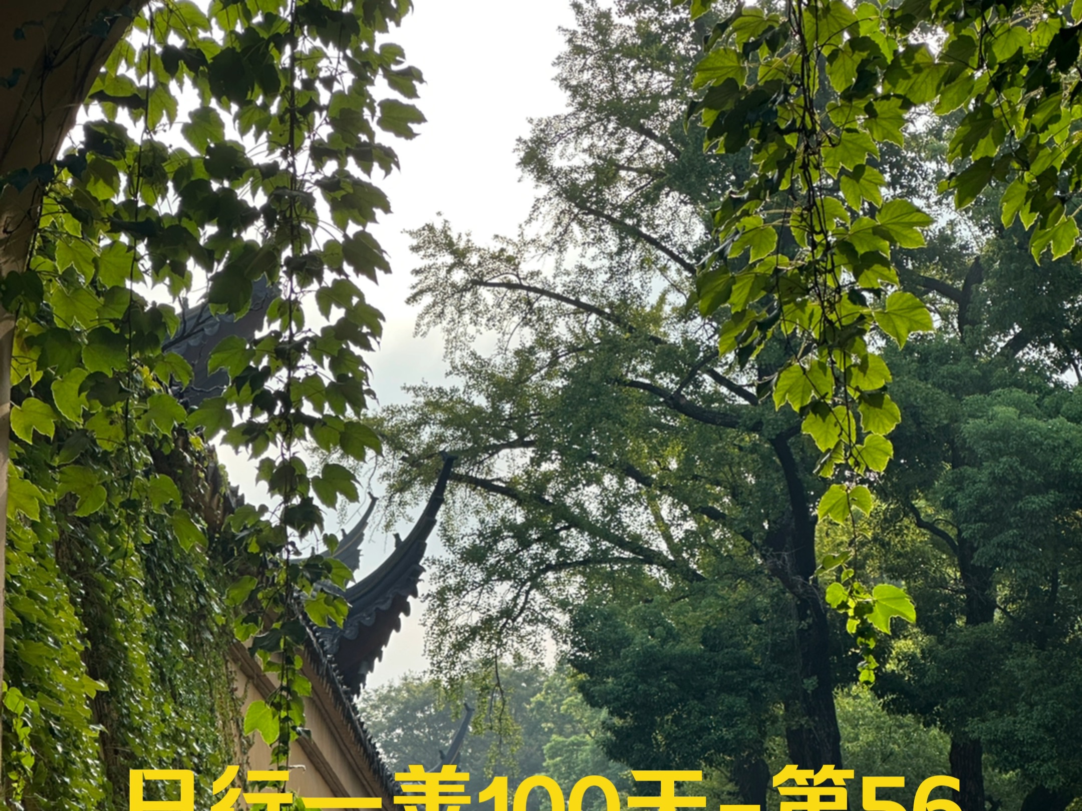 日行一善100天第56天,收获殊胜的完成哔哩哔哩bilibili