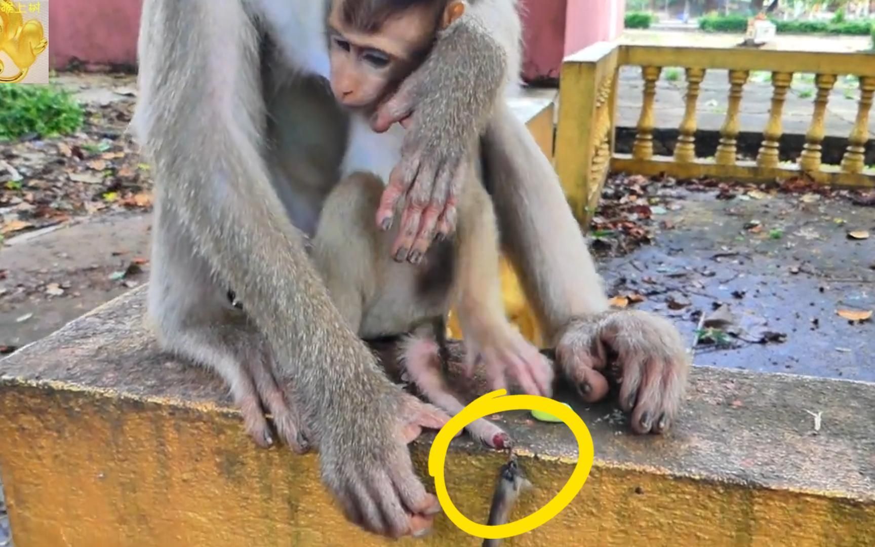 小猴子尾巴断成三截,一截快要掉了