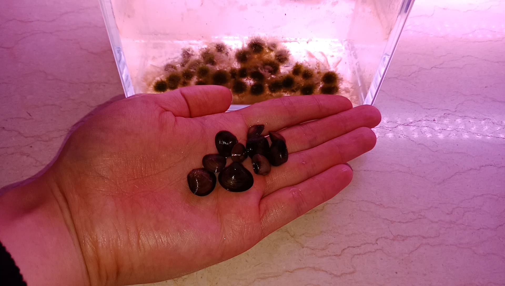 海藻球re:英雄归来!小河蚌靠你了!