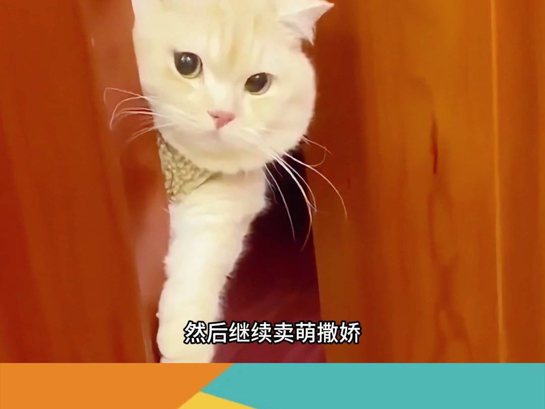 猫咖里的狸花猫好会撒娇哔哩哔哩bilibili