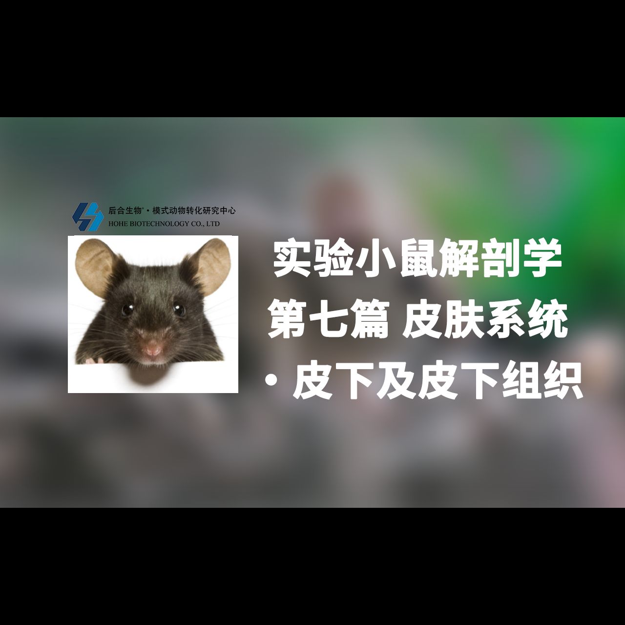 实验小鼠解剖学丨第七篇 皮肤系统ⷮŠ皮下及皮下组织哔哩哔哩bilibili