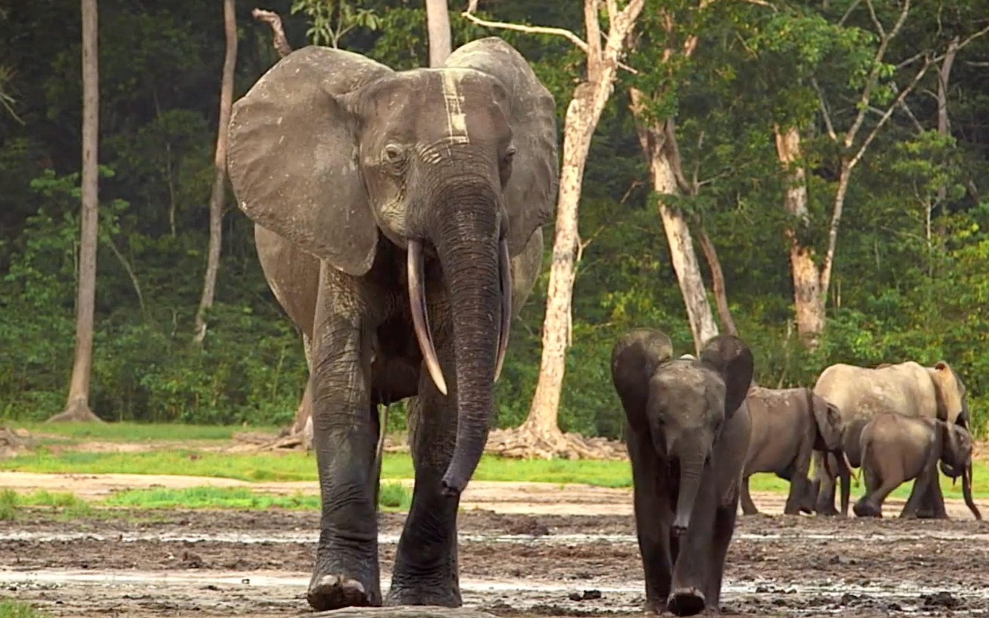 [图]一位大象女王的独白-WCS2014年宣传片An Elephant's Tale: The Matriarch