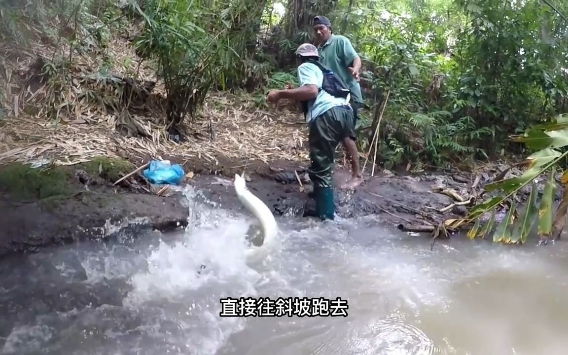 印尼捕鳗人,浑浊河流里寻找大河鳗,通常一条就有几十斤哔哩哔哩bilibili