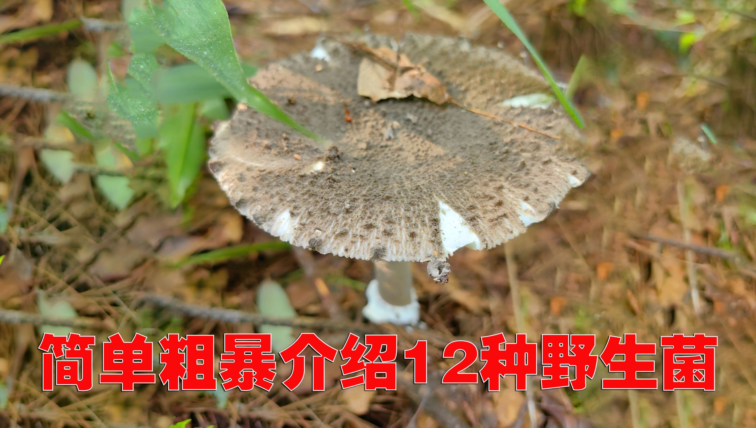 简单粗暴介绍12种野生菌哔哩哔哩bilibili