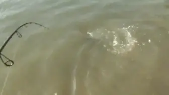 洗鳃的海鲈很刺激