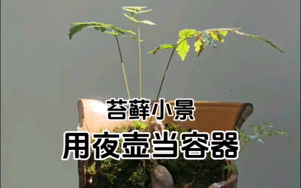 用夜壶做苔藓盆景哔哩哔哩bilibili