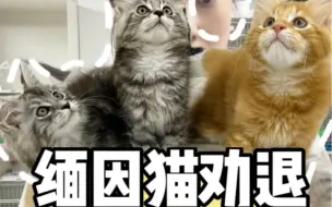 Video herunterladen: 缅因猫劝退