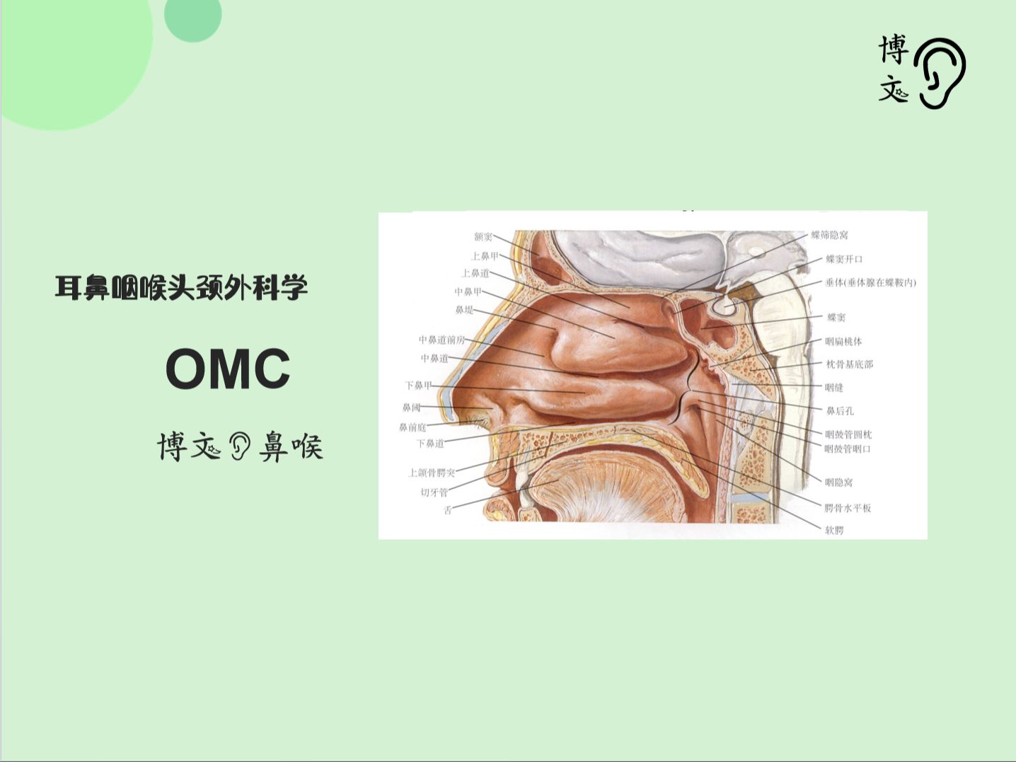 窦口鼻道复合体图片