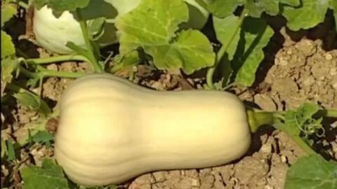 南瓜覆膜栽培技术 哔哩哔哩 Bilibili