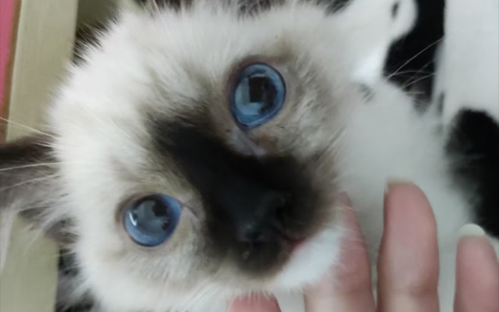 小恶魔-泰国土猫